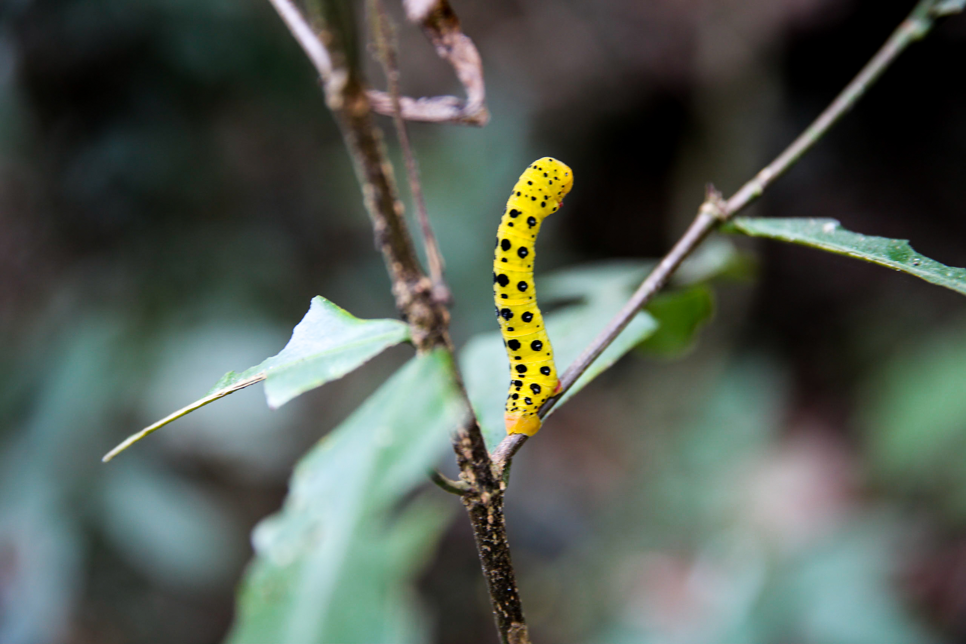 Bild: Flora und Fauna im Daintree National Park Australien Cape Tribulation