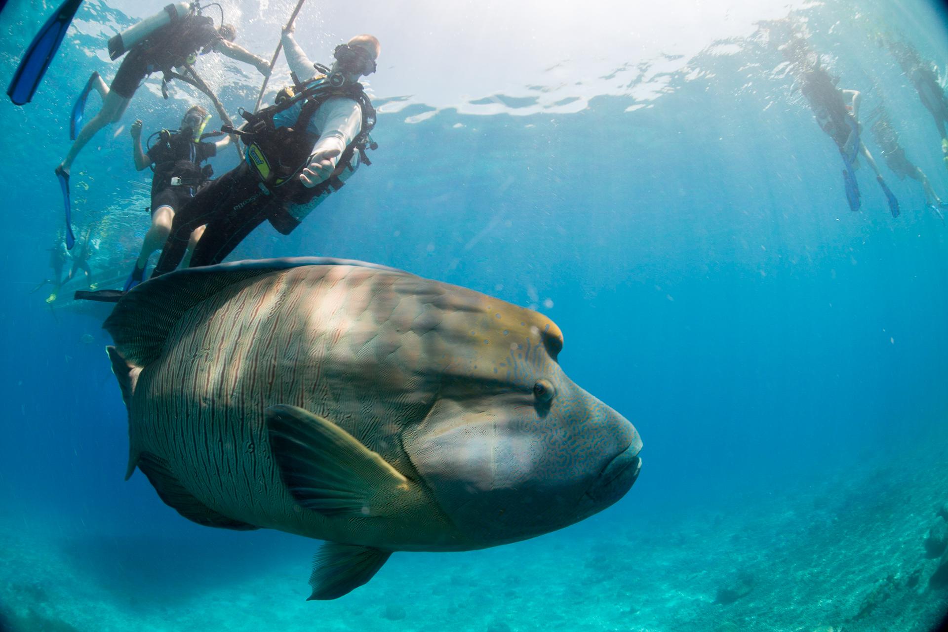 Bild: Tauchen Great Barrier Reef Schnorcheln Australien