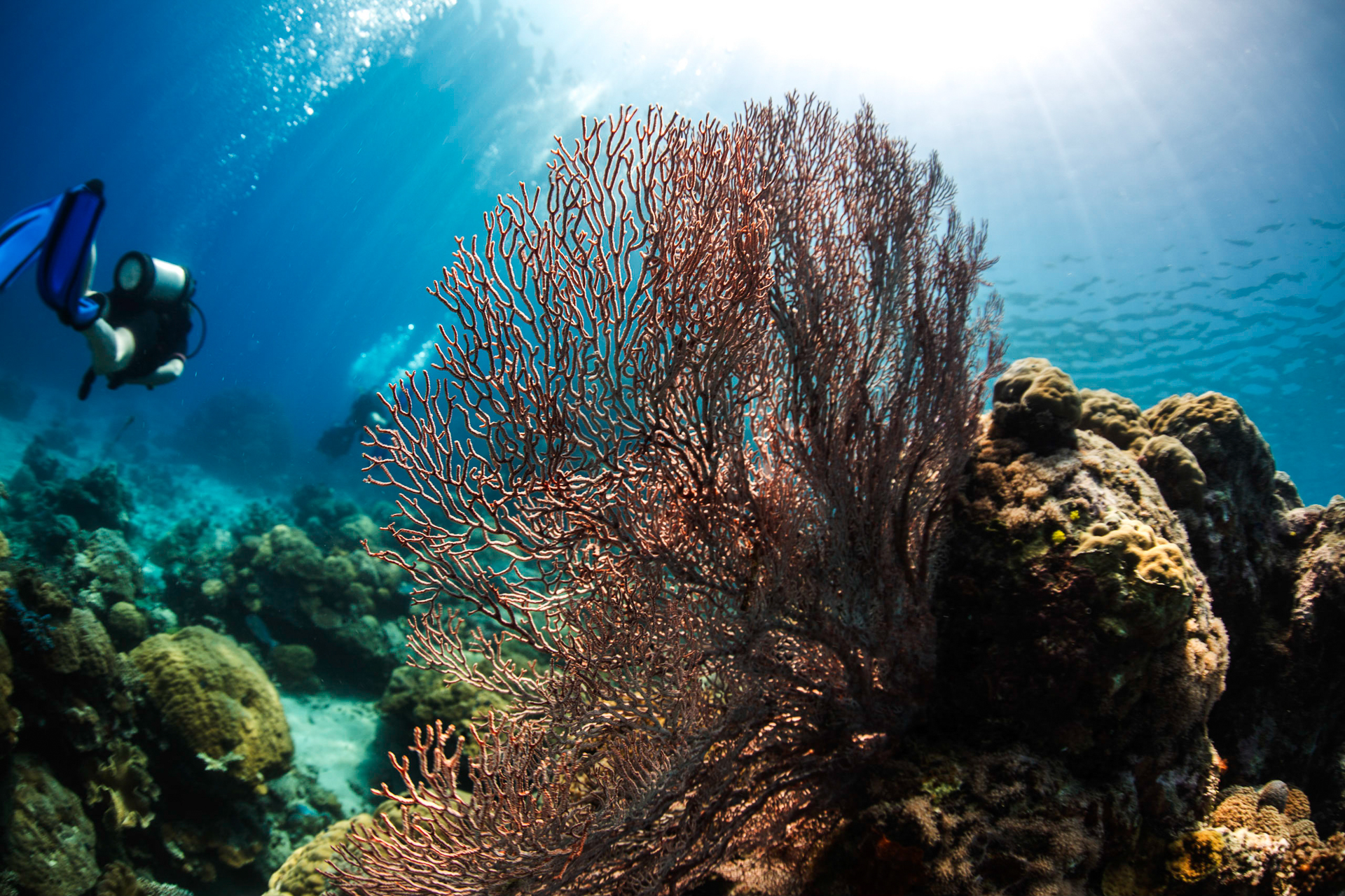 Bild: Korallen während eines Tauchgangs am Great Barrier Reef Australien