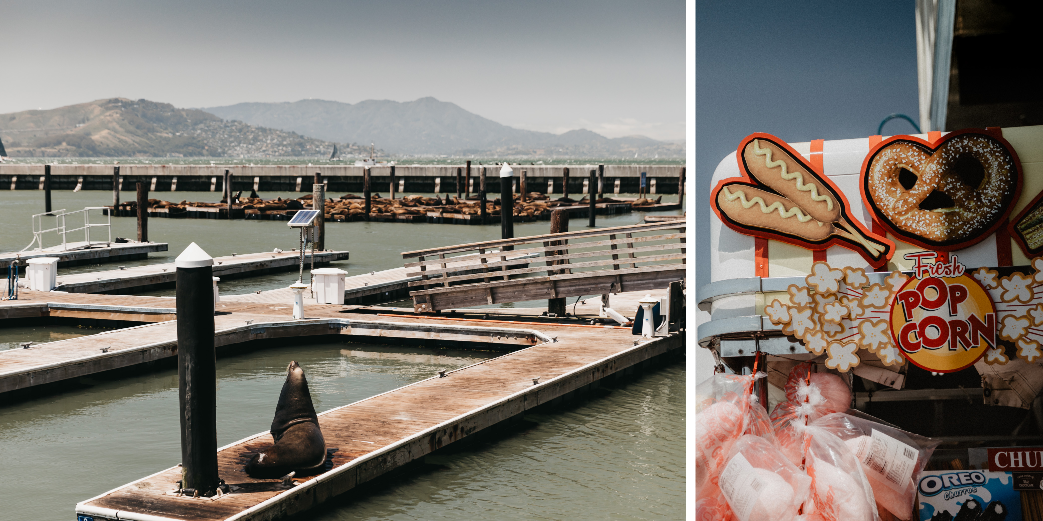 Pier 39 Seelöwen Fishermans Wharf in San Francisco Frühjahr